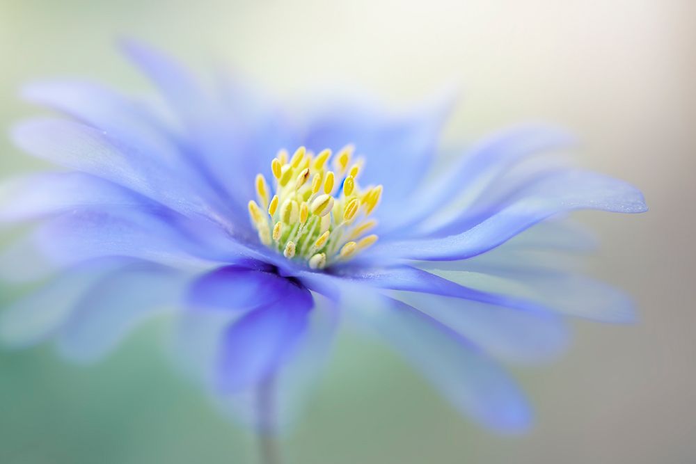 Breeze by Jacky Parker