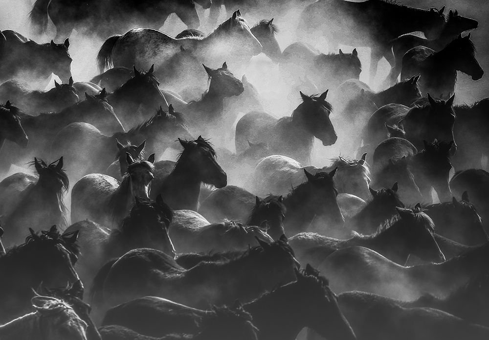 Horses 2 art print by Ummu Nisan Kandilcioglu for $57.95 CAD