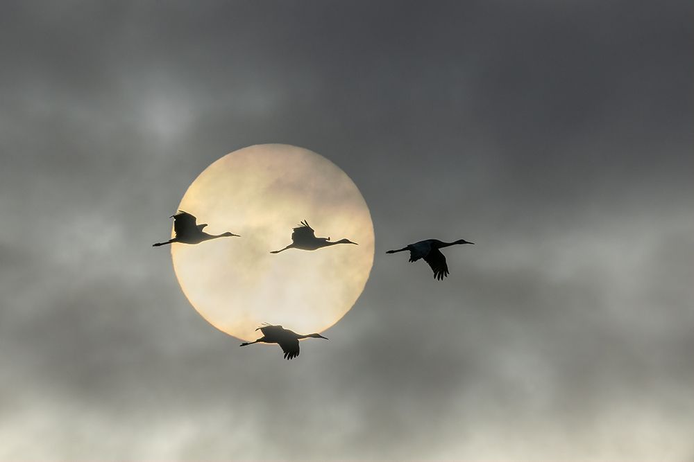 Over The Moon art print by John Fan for $57.95 CAD