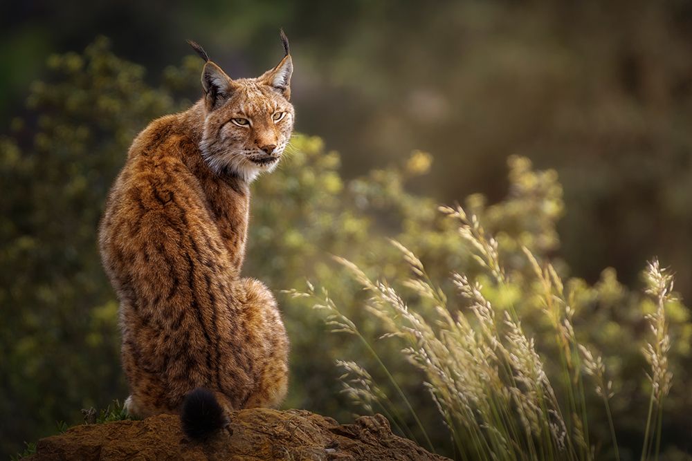 Lynx Fine Art. art print by Sergio Saavedra Ruiz for $57.95 CAD