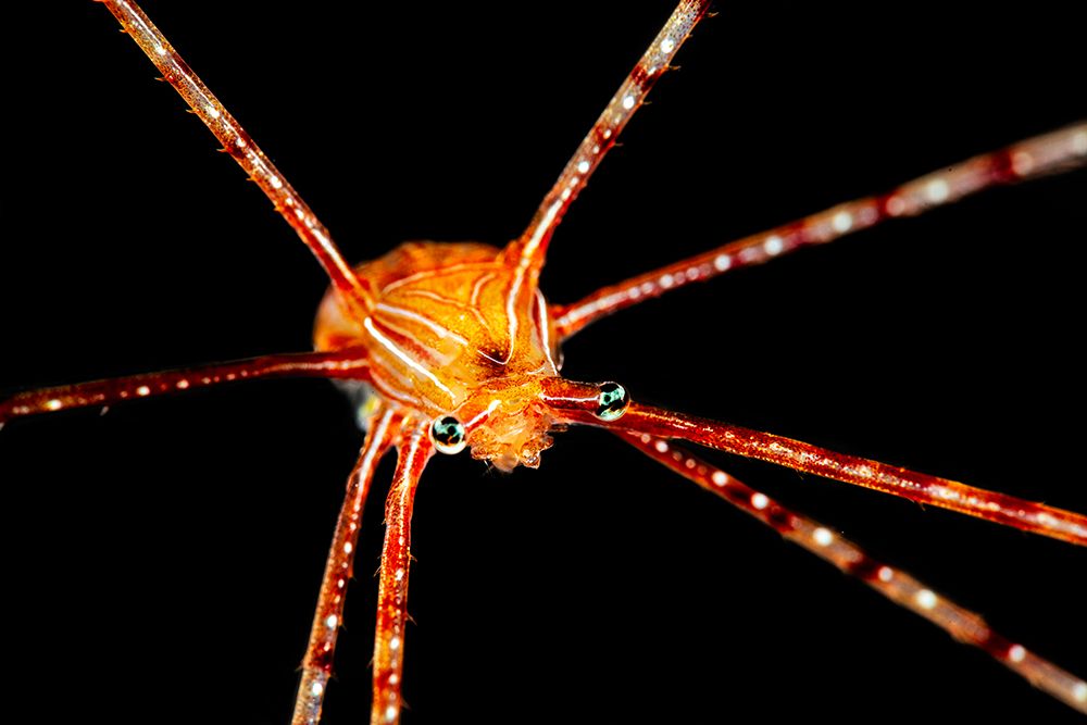 Spider Squat Lobster art print by Barathieu Gabriel for $57.95 CAD