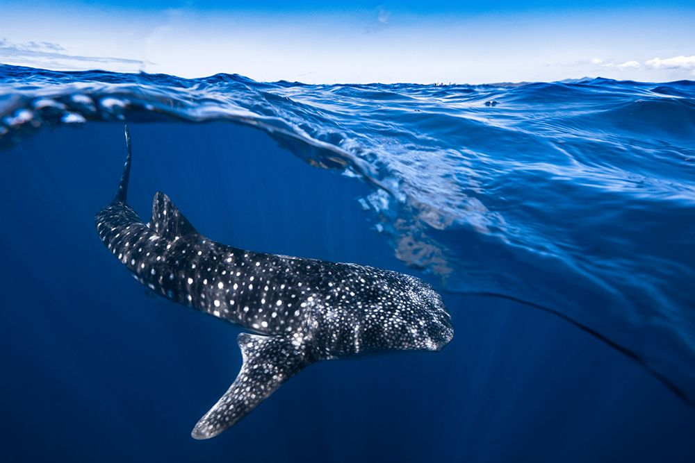 Whale Shark On Split Level art print by Barathieu Gabriel for $57.95 CAD