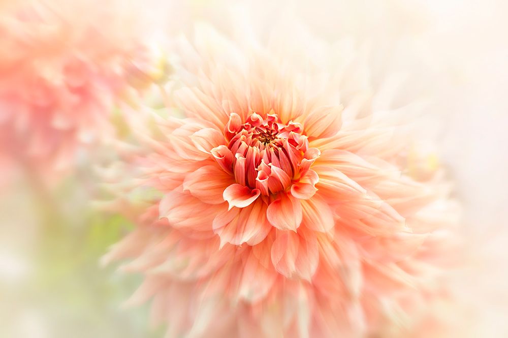 Glow art print by Jacky Parker for $57.95 CAD