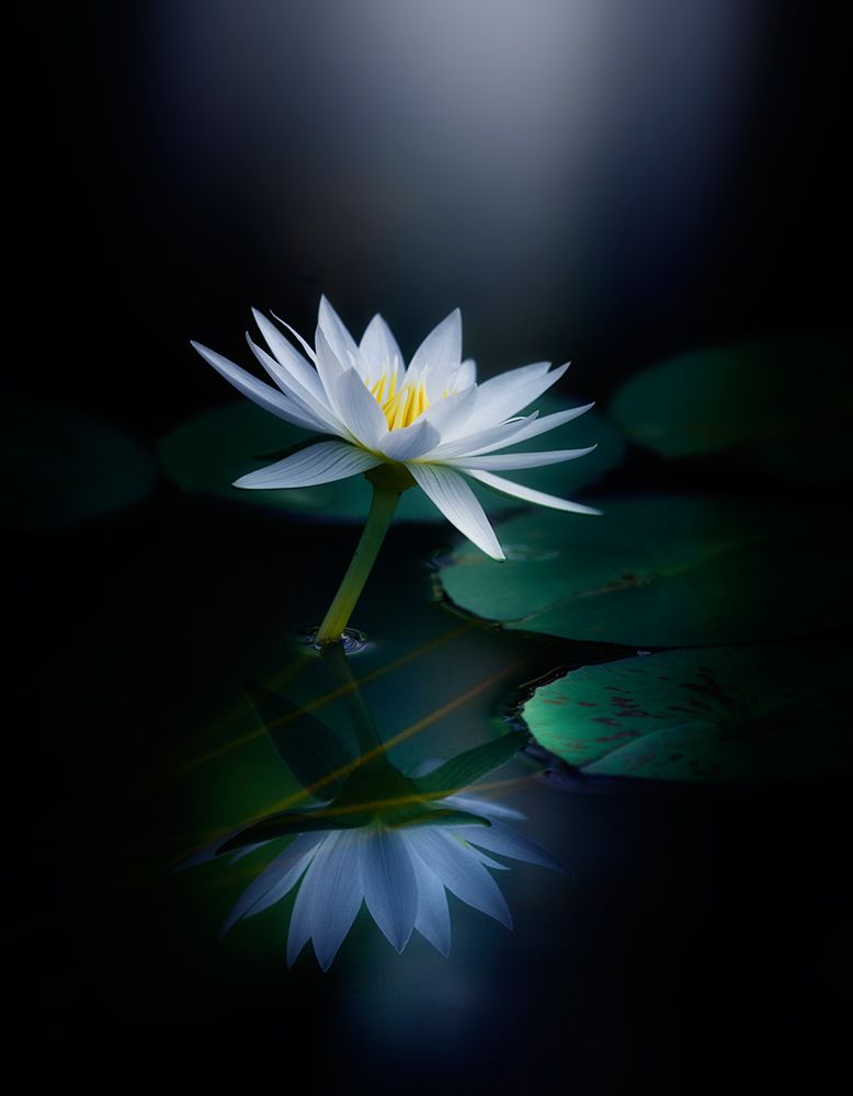 Reflection art print by Takashi Suzuki for $57.95 CAD