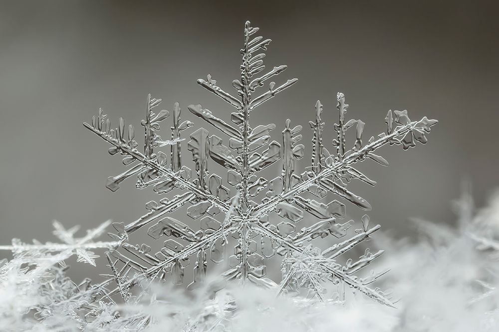 Snowflake art print by Tsolmon Naidandorj for $57.95 CAD