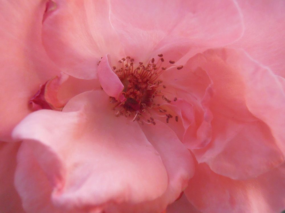 Lovely Pink art print by Snezana Petrovic for $57.95 CAD