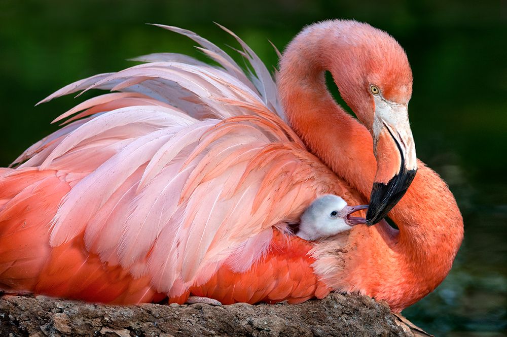 Flamingo mom with her chick art print by Xavier Ortega for $57.95 CAD