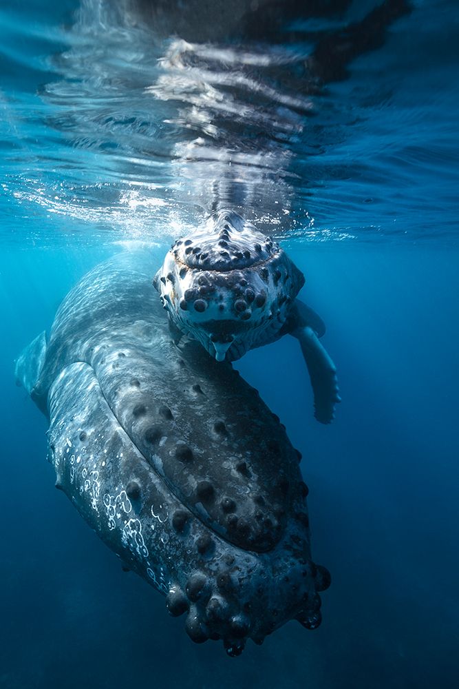 Humpback Whale And Calf art print by Barathieu Gabriel for $57.95 CAD