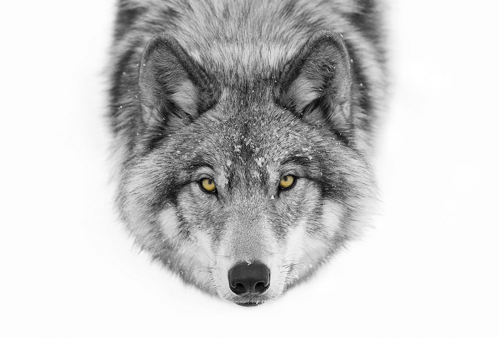 Yellow Eyes - Timber Wolf art print by Jim Cumming for $57.95 CAD