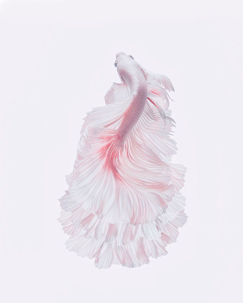 The White Dress art print by Andi Halil for $57.95 CAD