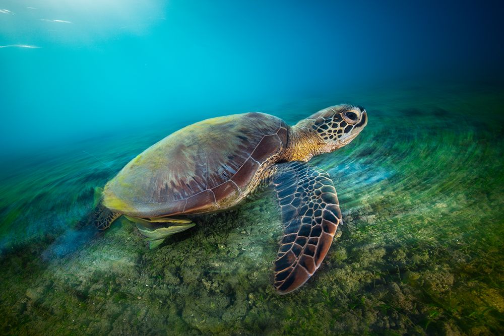 Green Turtle art print by Barathieu Gabriel for $57.95 CAD