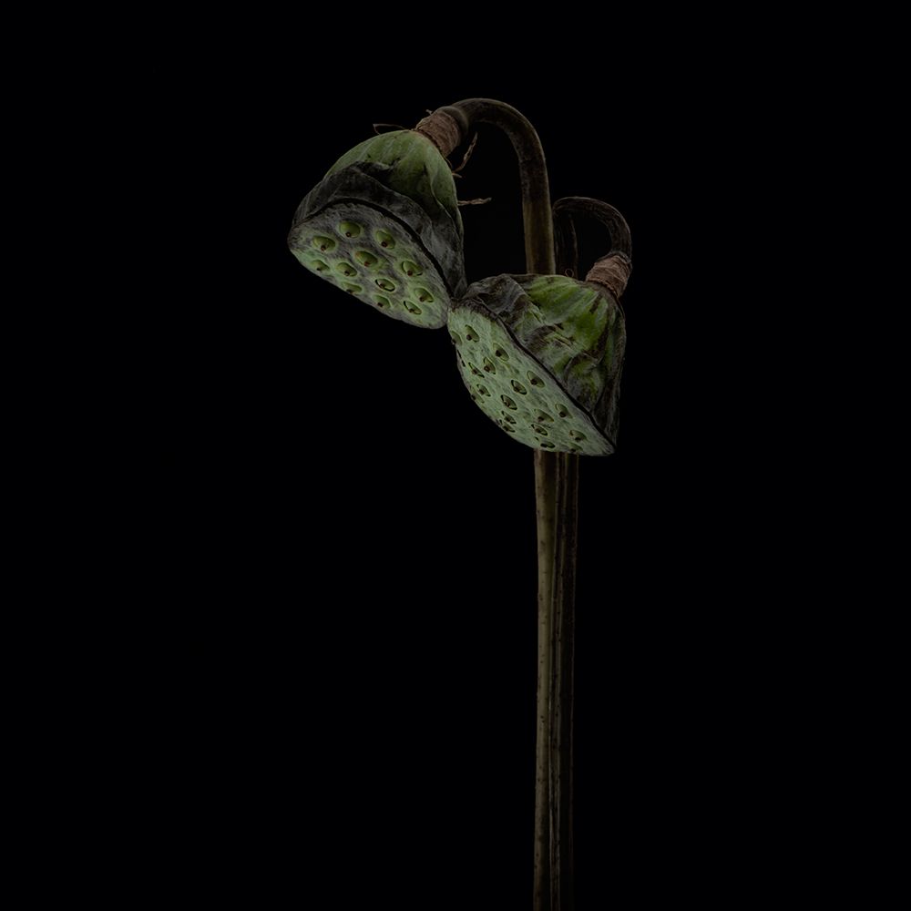 Lotus heads art print by Lotte Gronkjar for $57.95 CAD