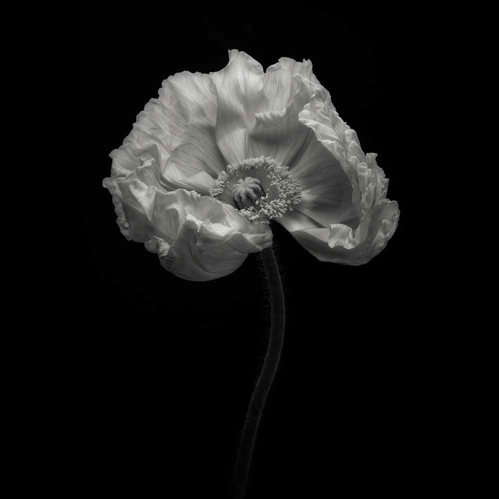 Poppy art print by Lotte Gronkjar for $57.95 CAD
