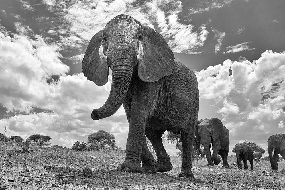 Matriarch March art print by Peter Hudson for $57.95 CAD