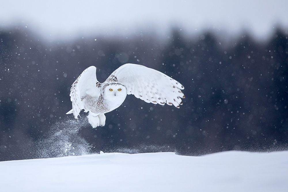 Yellow Eyes art print by Alessandro Catta for $57.95 CAD
