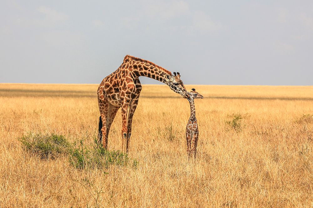 Newborn art print by Jeffrey C. Sink for $57.95 CAD
