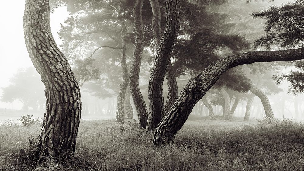 Pine Grove in Fog-1 art print by Ryu Shin Woo for $57.95 CAD
