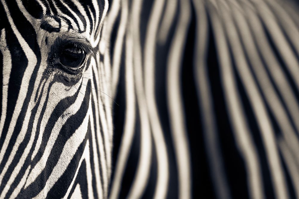 Eye A Stripes art print by Mario Moreno for $57.95 CAD