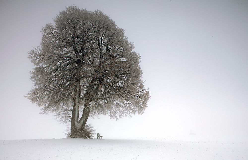 Winter Tree art print by Irmawarth for $57.95 CAD