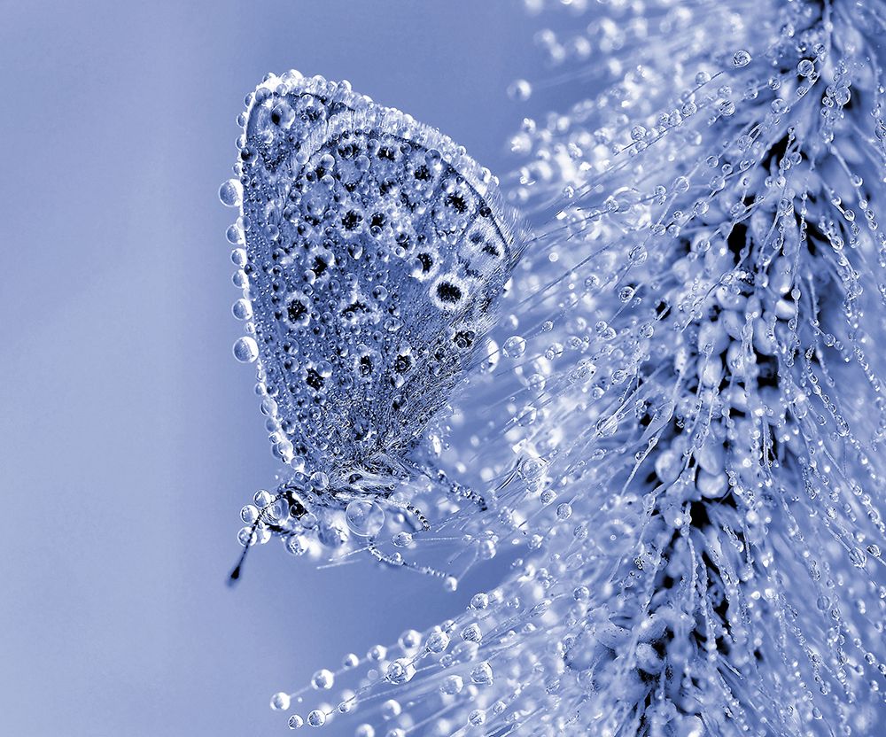 Christmas Butterfly... art print by Thierry Dufour for $57.95 CAD