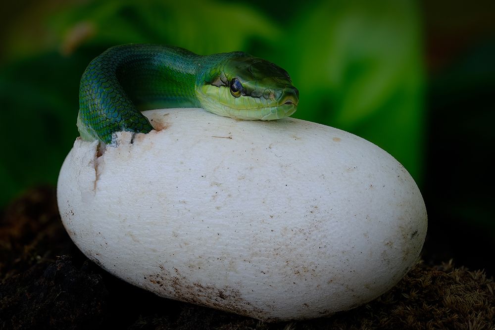 Gonyosoma Oxycephalum Hatching art print by Dao Tan Phat for $57.95 CAD