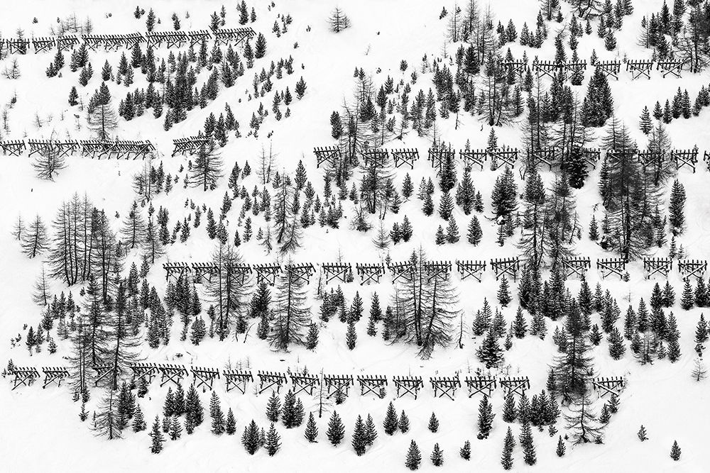 Trees And Fences art print by Uschi Hermann for $57.95 CAD