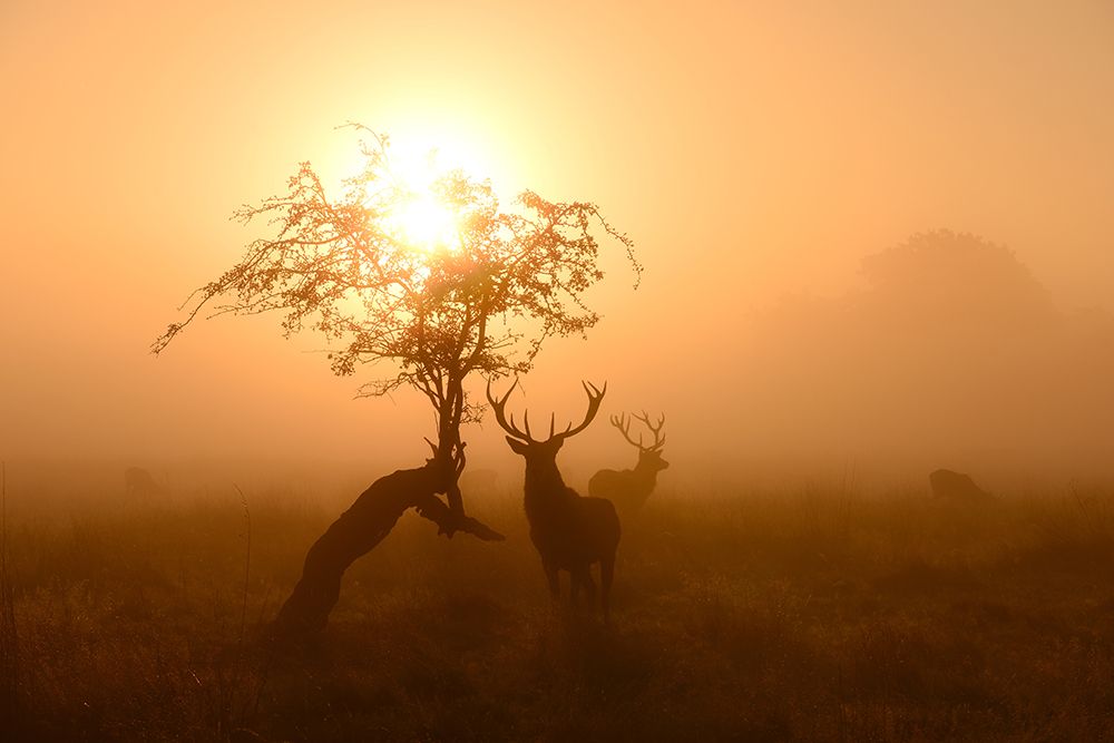 Guardians Of Light art print by Robert Fabrowski for $57.95 CAD