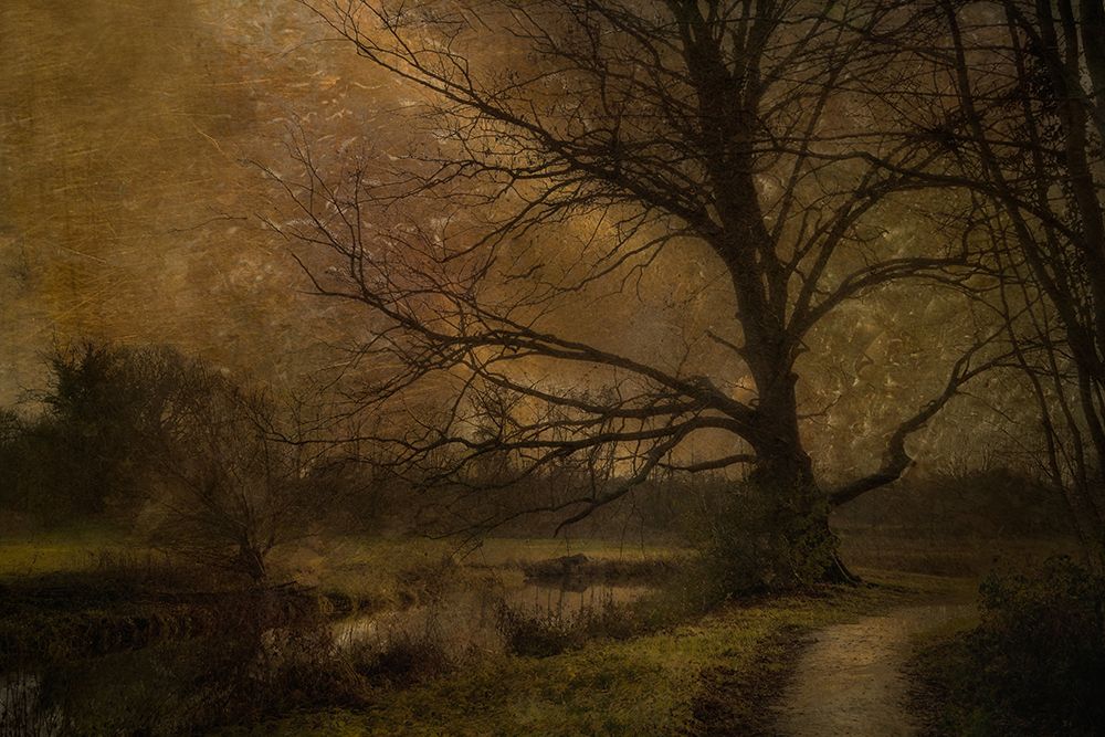 Old Tree art print by Nel Talen for $57.95 CAD