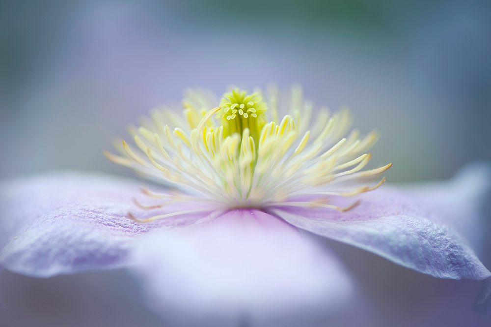 Mayleen art print by Jacky Parker for $57.95 CAD