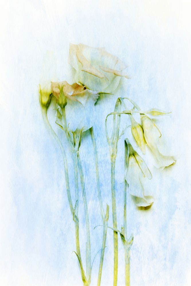 The Unconscious Beauties art print by Delphine Devos for $57.95 CAD
