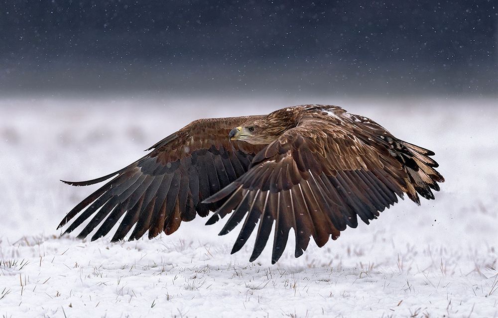 White-Tailed Eagle take off art print by Xavier Ortega for $57.95 CAD