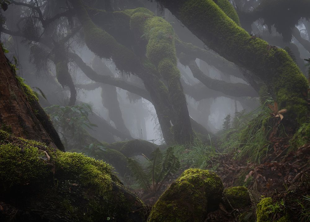 Harenna Forest art print by Roberto Marchegiani for $57.95 CAD