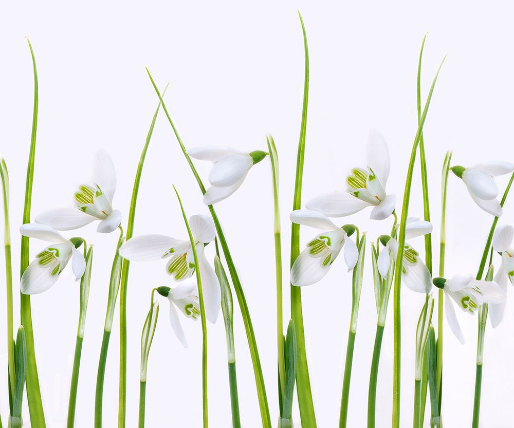 Snowdrops art print by Sharon Williams for $57.95 CAD