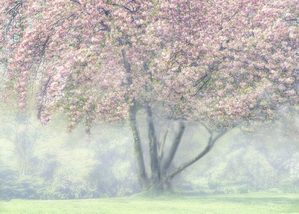Foggy Cherry Blossom art print by Marianne Wogeck for $57.95 CAD