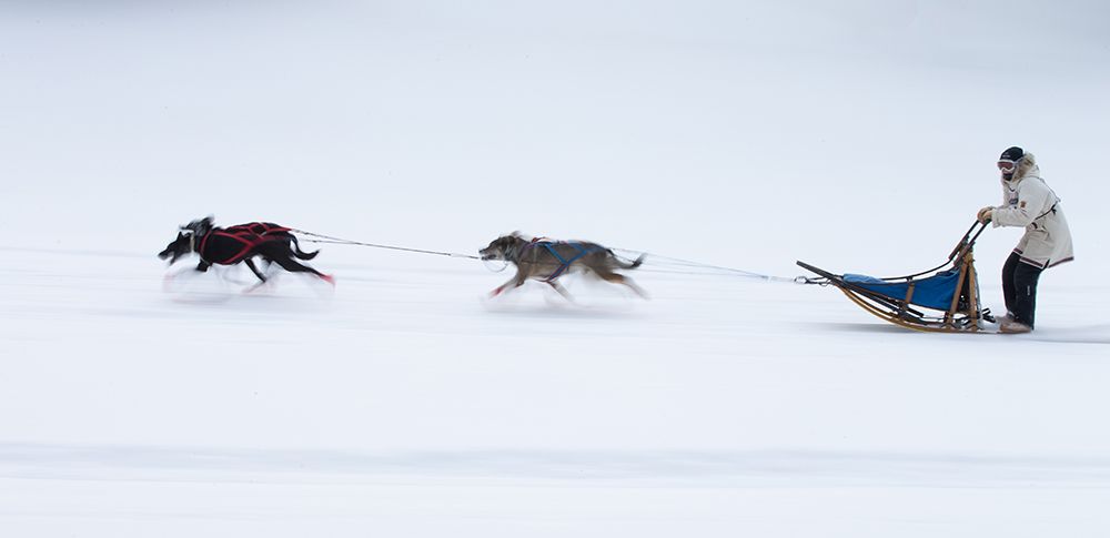 Sled Dogs Race - 1 art print by Cheng Chang for $57.95 CAD