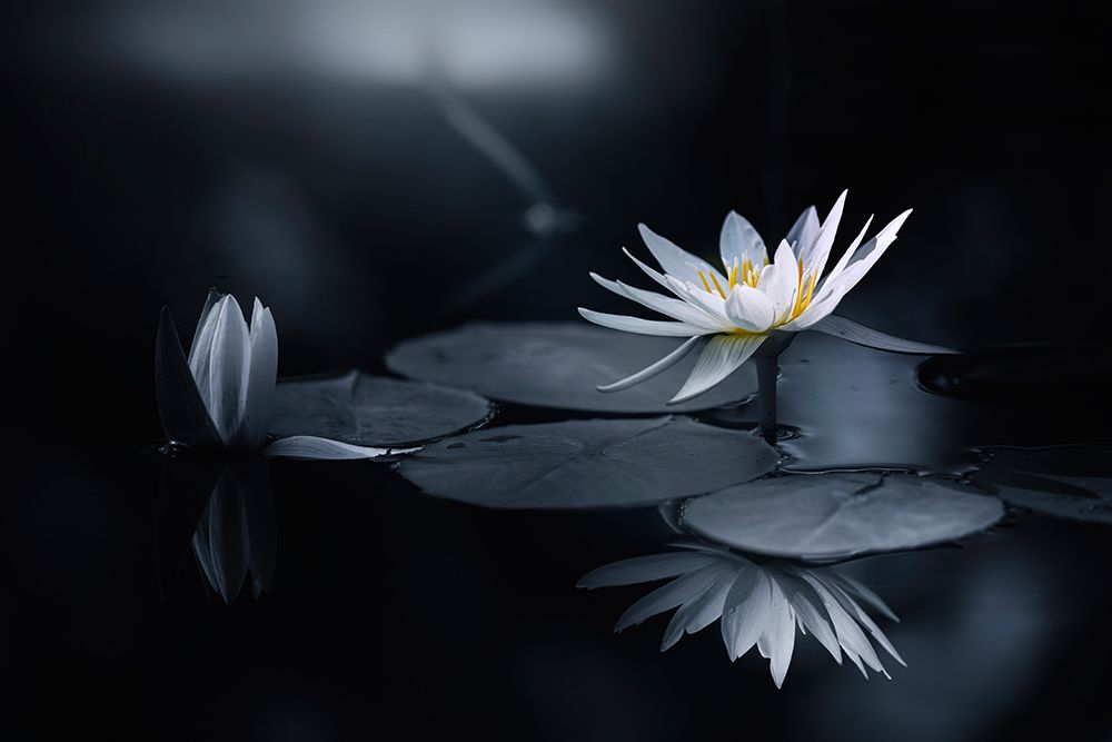 Reflection art print by Takashi Suzuki for $57.95 CAD
