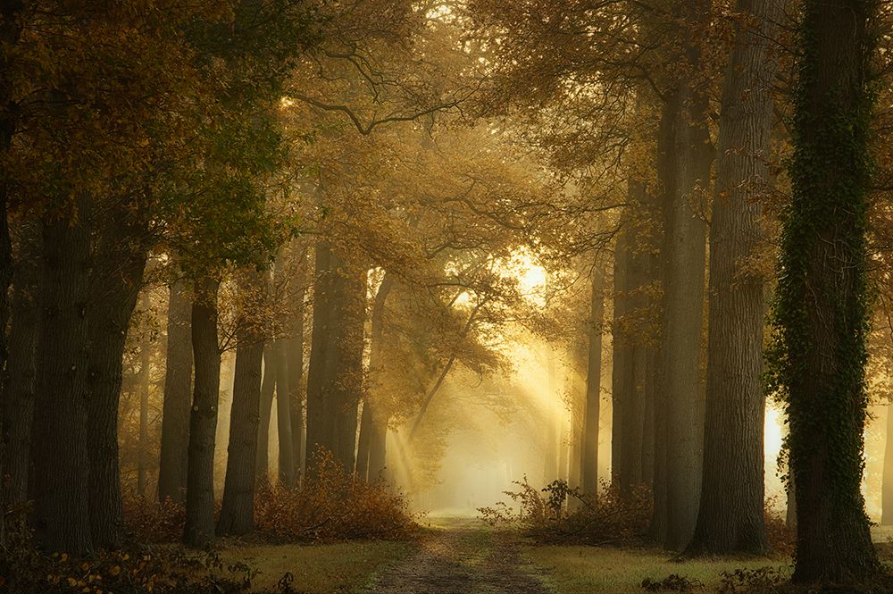 Forever Forest art print by Ellen Borggreve for $57.95 CAD