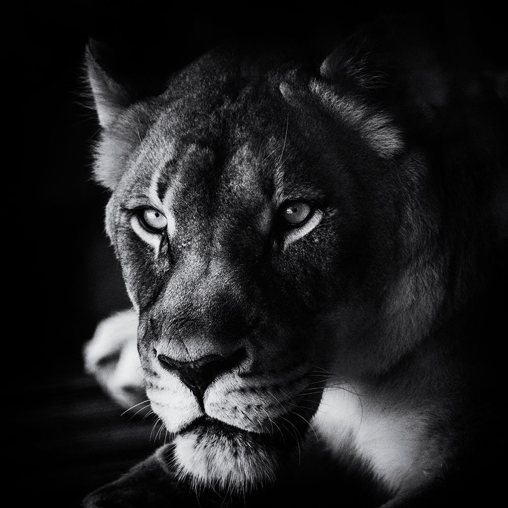 The Look art print by Jerry Berry for $57.95 CAD