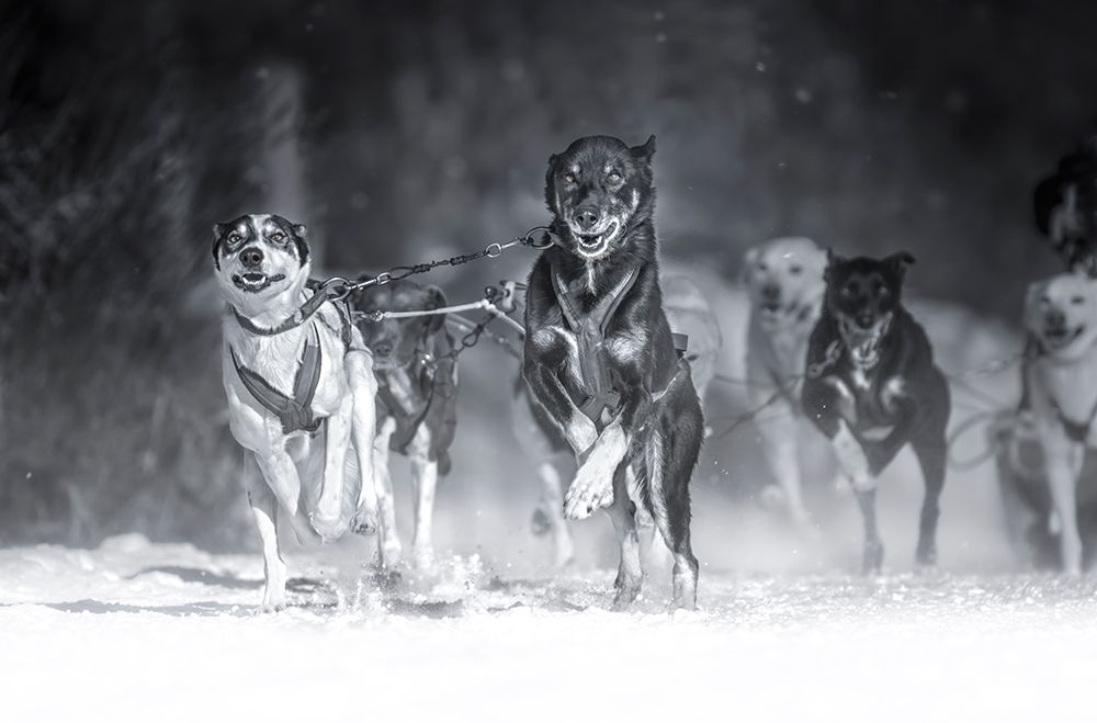 Dog day art print by Larry Deng for $57.95 CAD