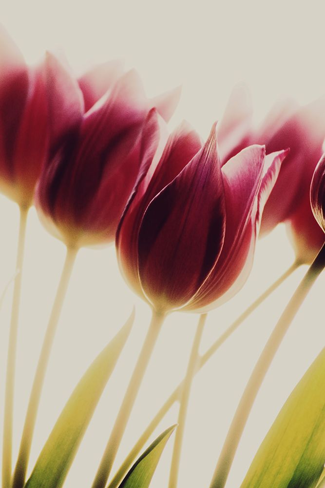 Tulips art print by Rosalinde Philippin-Lipscomb for $57.95 CAD