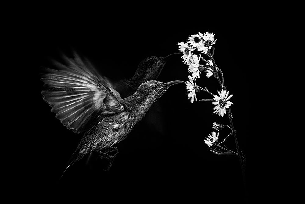 Motion art print by Andi Halil for $57.95 CAD