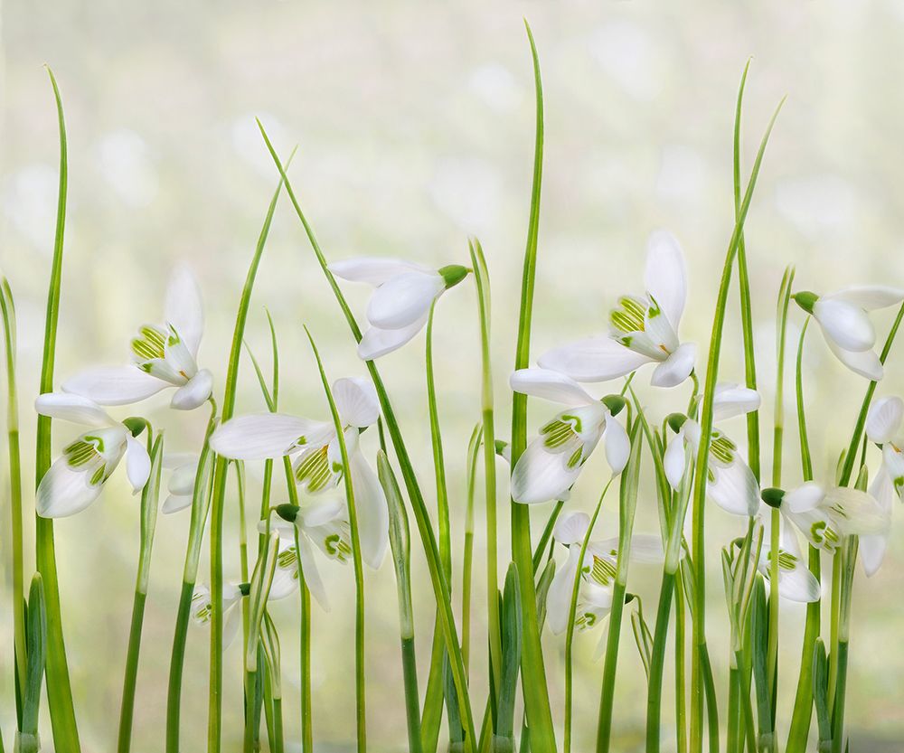 Meadow Of Snowdrops art print by Sharon Williams for $57.95 CAD