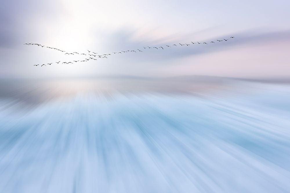 Fly Over art print by Uschi Hermann for $57.95 CAD