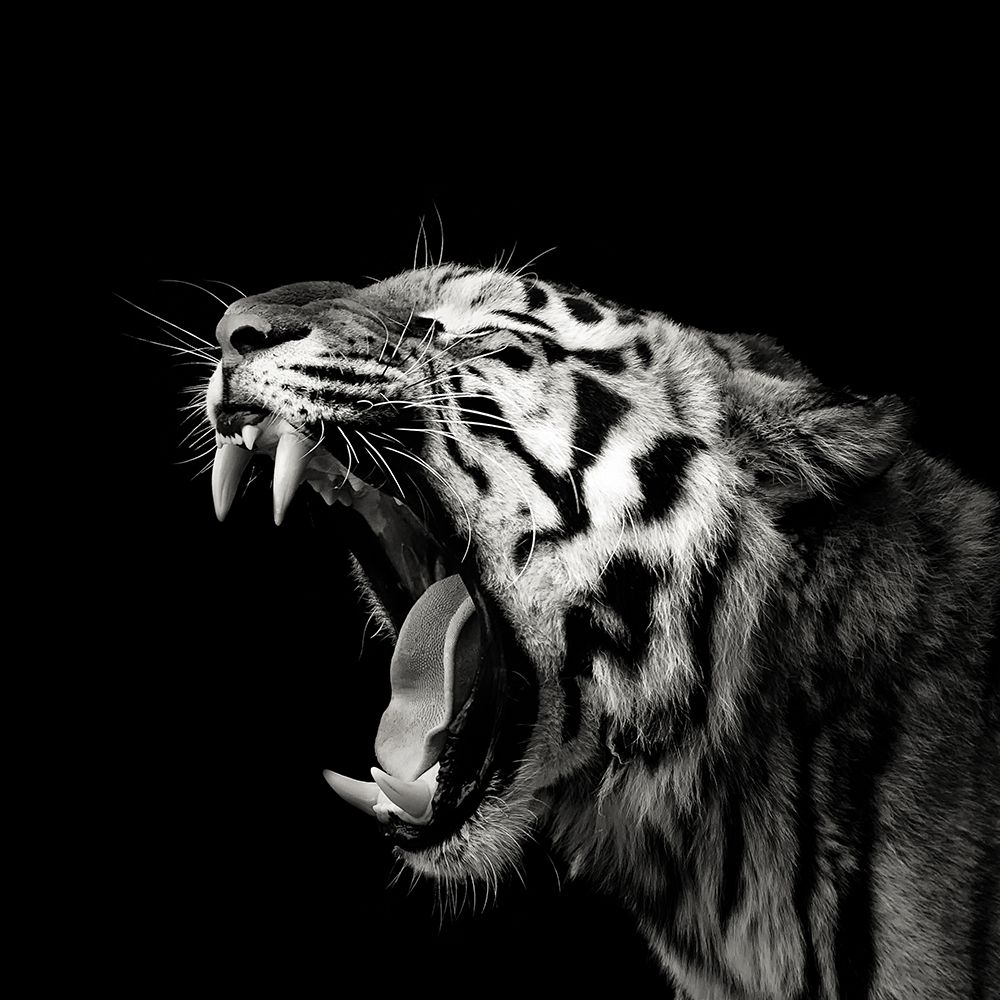 Primal Yawn #4 art print by Christian Meermann for $57.95 CAD