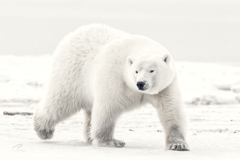 Alaskan King art print by Eiji Itoyama for $57.95 CAD