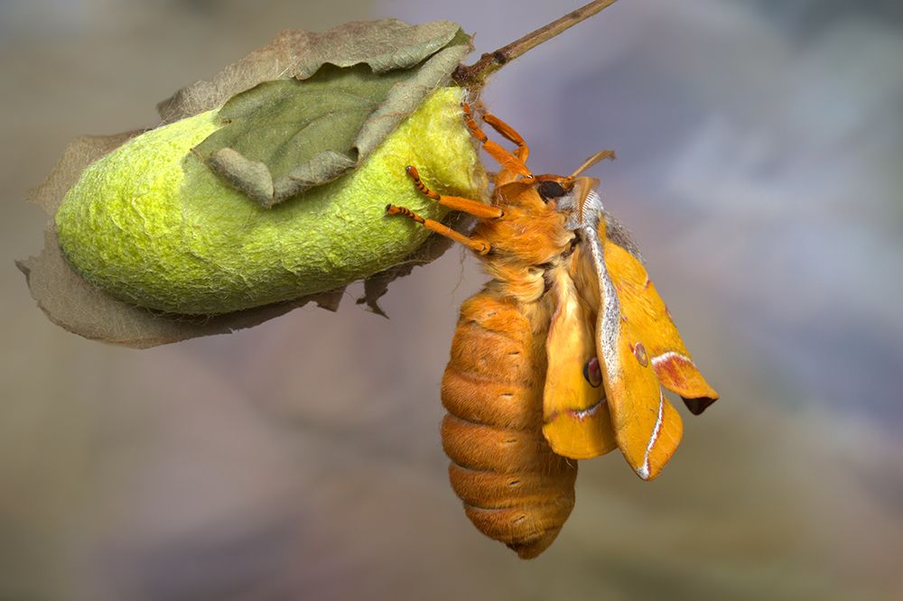 Eclosion art print by Jimmy Hoffman for $57.95 CAD