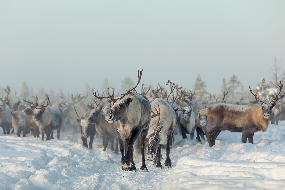 Reindeers art print by Patrik Minar for $57.95 CAD