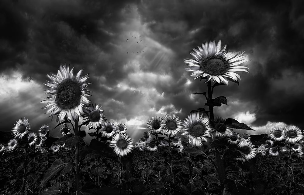 Sunflowers art print by Fran Osuna for $57.95 CAD
