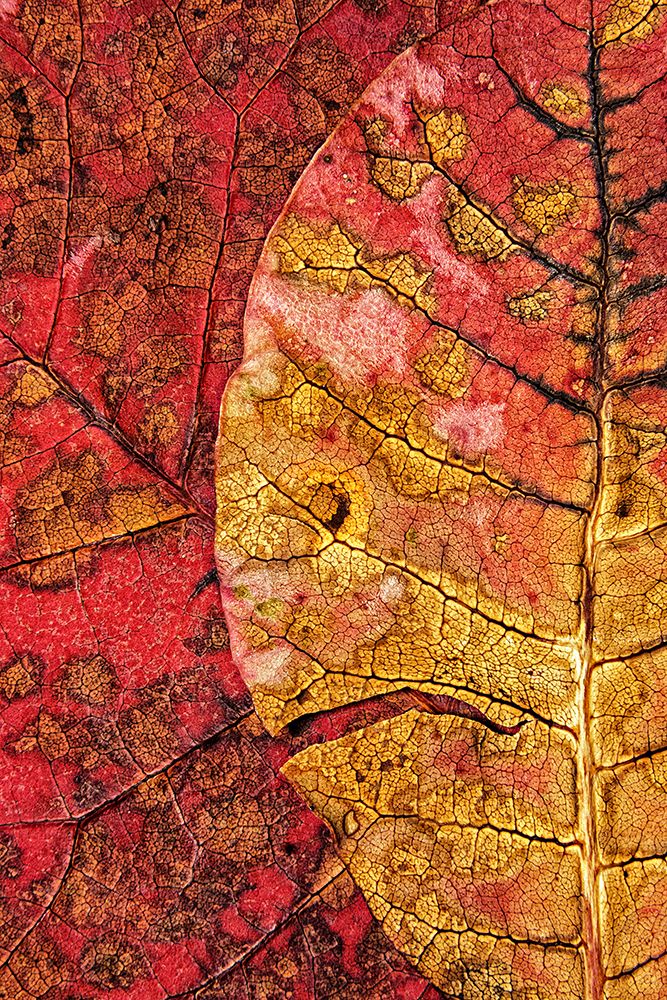 Dying Leaf art print by Ales Klabus for $57.95 CAD