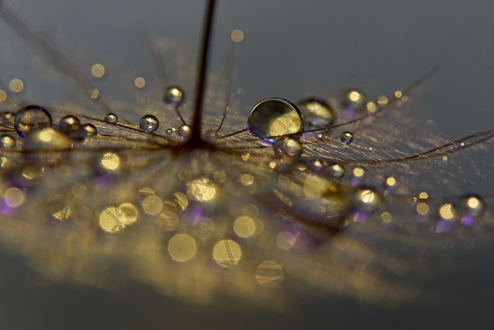 Golden Purple art print by Heidi Westum for $57.95 CAD